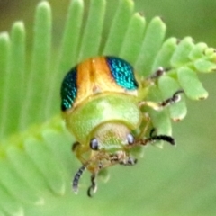 Calomela parilis (Leaf beetle) at Ainslie, ACT - 2 Feb 2019 by jbromilow50