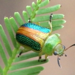 Calomela parilis at Ainslie, ACT - 2 Feb 2019 12:08 PM