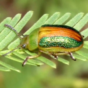 Calomela parilis at Ainslie, ACT - 2 Feb 2019