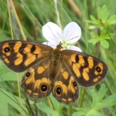 Heteronympha cordace at Paddys River, ACT - 4 Feb 2019