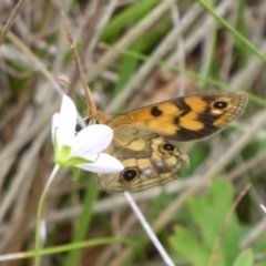 Heteronympha cordace at Paddys River, ACT - 4 Feb 2019