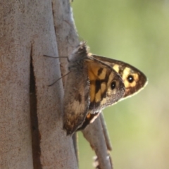 Geitoneura klugii at Paddys River, ACT - 4 Feb 2019 09:39 AM