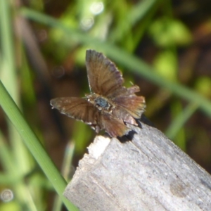 Neolucia agricola at Paddys River, ACT - 4 Feb 2019 09:31 AM