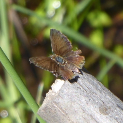 Neolucia agricola (Fringed Heath-blue) at Paddys River, ACT - 4 Feb 2019 by Christine