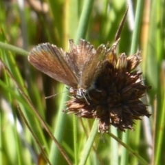 Neolucia agricola at Paddys River, ACT - 4 Feb 2019 09:31 AM