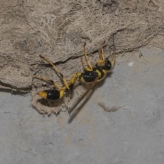 Sceliphron laetum (Common mud dauber wasp) at Nicholls, ACT - 28 Dec 2018 by Alison Milton