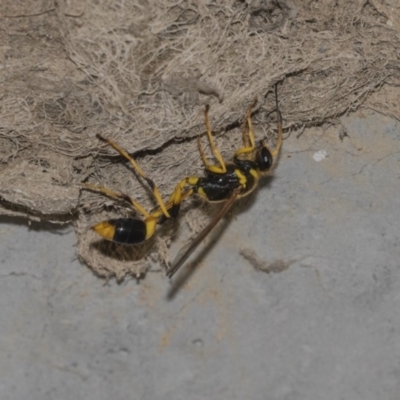 Sceliphron laetum (Common mud dauber wasp) at Gungahlin Pond - 28 Dec 2018 by Alison Milton
