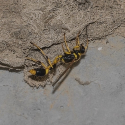 Sceliphron laetum (Common mud dauber wasp) at Nicholls, ACT - 28 Dec 2018 by AlisonMilton