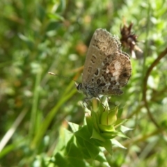 Neolucia hobartensis at Paddys River, ACT - 4 Feb 2019 10:21 AM