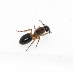 Camponotus consobrinus (Banded sugar ant) at Higgins, ACT - 28 Dec 2018 by AlisonMilton