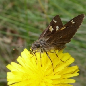 Hesperilla donnysa at Tharwa, ACT - suppressed