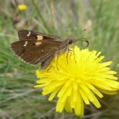 Hesperilla donnysa at Tharwa, ACT - suppressed