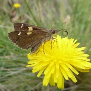 Hesperilla donnysa at Tharwa, ACT - suppressed