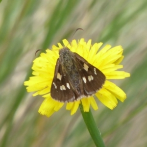 Hesperilla donnysa at Tharwa, ACT - suppressed