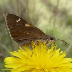 Hesperilla donnysa at Tharwa, ACT - suppressed