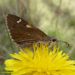 Hesperilla donnysa at Tharwa, ACT - 4 Feb 2019