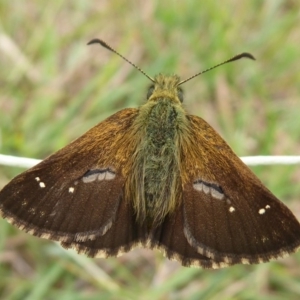 Atkinsia dominula at Paddys River, ACT - 4 Feb 2019