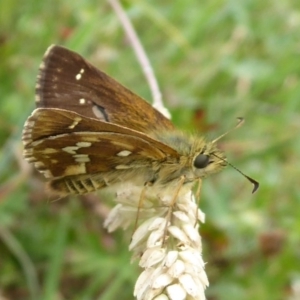 Atkinsia dominula at Paddys River, ACT - 4 Feb 2019