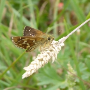 Atkinsia dominula at Paddys River, ACT - 4 Feb 2019