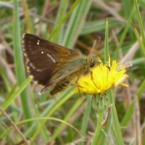 Atkinsia dominula at Paddys River, ACT - 4 Feb 2019