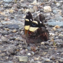 Vanessa itea (Yellow Admiral) at Paddys River, ACT - 4 Feb 2019 by Christine