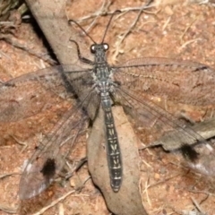 Glenoleon meteoricus (Patch-wing Glenoleon) at Ainslie, ACT - 2 Feb 2019 by jb2602
