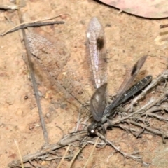 Glenoleon meteoricus at Ainslie, ACT - 2 Feb 2019