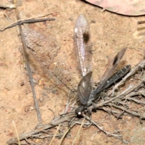 Glenoleon meteoricus at Ainslie, ACT - 2 Feb 2019