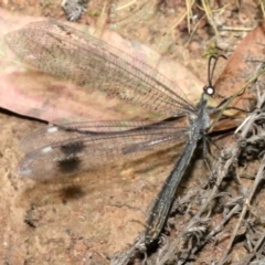 Glenoleon meteoricus at Ainslie, ACT - 2 Feb 2019