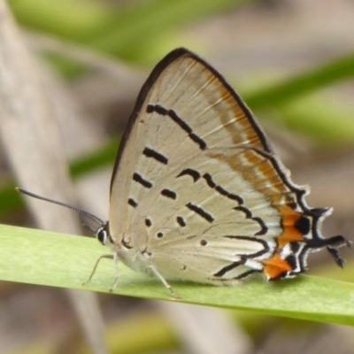 Jalmenus evagoras (Imperial Hairstreak) at Paddys River, ACT - 4 Feb 2019 by Christine