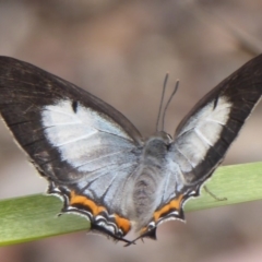 Jalmenus evagoras at Paddys River, ACT - 4 Feb 2019 12:04 PM