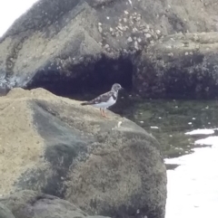 Arenaria interpres (Ruddy Turnstone) at Bawley Point, NSW - 4 Feb 2019 by GLemann