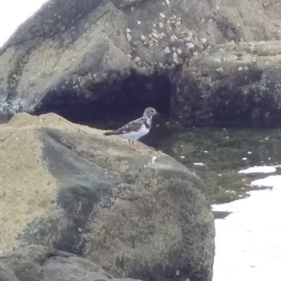 Arenaria interpres (Ruddy Turnstone) at Bawley Point, NSW - 4 Feb 2019 by GLemann