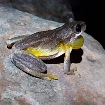 Litoria quiritatus (Screaming Tree Frog) at Bawley Point, NSW - 4 Feb 2019 by GLemann