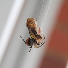 Latrodectus hasselti (Redback Spider) at Paddys River, ACT - 4 Feb 2019 by davobj