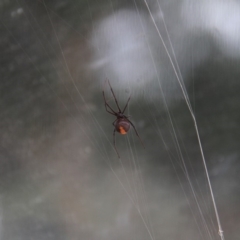 Latrodectus hasselti at Paddys River, ACT - 4 Feb 2019