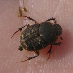 Onthophagus granulatus (Small brown dung beetle) at Coree, ACT - 2 Feb 2019 by HarveyPerkins