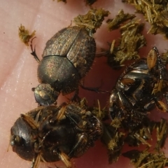 Onthophagus granulatus at Coree, ACT - 2 Feb 2019