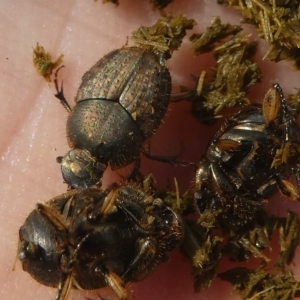 Onthophagus granulatus at Coree, ACT - 2 Feb 2019