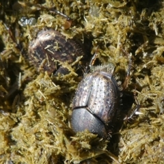 Onthophagus granulatus at Coree, ACT - 2 Feb 2019