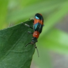 Dicranolaius bellulus (Red and Blue Pollen Beetle) at Lower Cotter Catchment - 2 Feb 2019 by HarveyPerkins