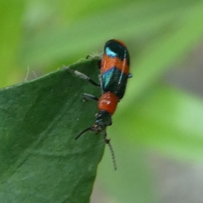 Dicranolaius bellulus (Red and Blue Pollen Beetle) at Cotter River, ACT - 2 Feb 2019 by HarveyPerkins