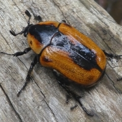 Chondropyga dorsalis (Cowboy beetle) at Lower Cotter Catchment - 2 Feb 2019 by HarveyPerkins