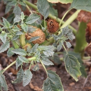 Datura stramonium at Paddys River, ACT - 6 Feb 2019 09:54 AM