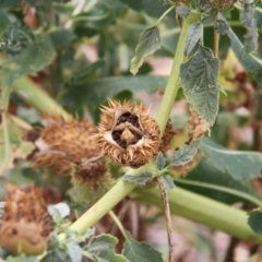 Datura stramonium at Paddys River, ACT - 6 Feb 2019