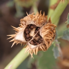 Datura stramonium at Paddys River, ACT - 6 Feb 2019