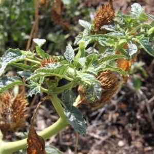 Datura stramonium at Paddys River, ACT - 6 Feb 2019 09:54 AM