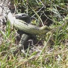 Eulamprus tympanum (Southern Water Skink) at Paddys River, ACT - 3 Feb 2019 by Christine