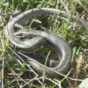 Eulamprus tympanum at Paddys River, ACT - 4 Feb 2019 09:25 AM