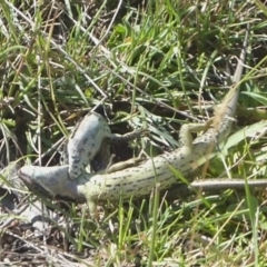 Eulamprus tympanum at Paddys River, ACT - 4 Feb 2019 09:25 AM